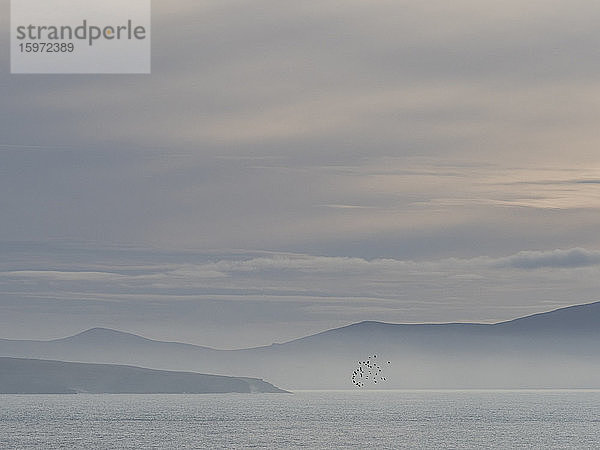 Mouth of the Shannon  Grafschaft Clare  Munster  Republik Irland  Europa