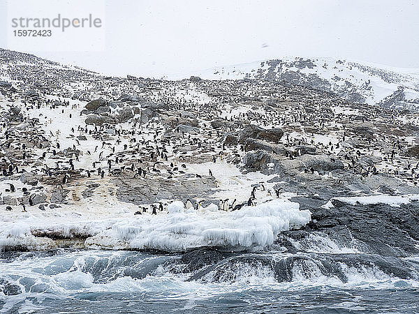 Brutkolonie des Adelie-Pinguins (Pygoscelis adeliae) auf Heroina Island  Danger Islands  Weddellmeer  Antarktis  Polarregionen