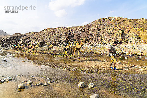 Kamelkarawane entlang des Wadi Saba-Canyons in Richtung Salzminen  Asso Bhole  Dallol  Danakil-Depression  Afar-Region  Äthiopien  Afrika