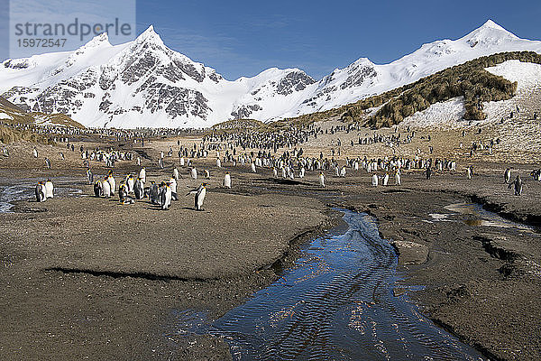 Königspinguine (Aptenodytes patagonicus)  Rechte Walbucht  Insel Südgeorgien  Antarktis  Polargebiete