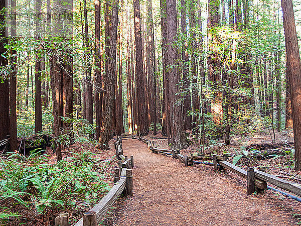 Pfad zwischen kalifornischen Mammutbäumen  Armstrong Woods State Park  in der Nähe von Guerneville  Kalifornien  Vereinigte Staaten von Amerika  Nordamerika