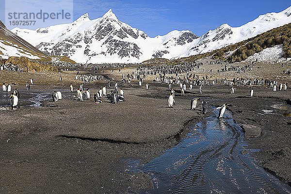 Königspinguine (Aptenodytes patagonicus) überqueren einen Fluss  Rechte Walbucht  Südgeorgien  Antarktis  Polargebiete
