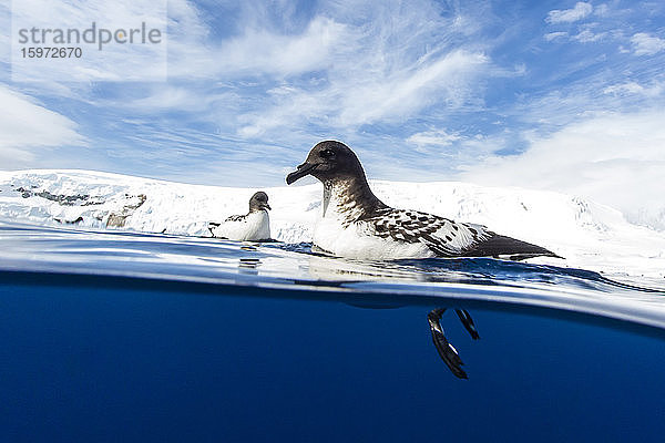 Ein neugieriger ausgewachsener Kapsturmvogel (Daption capense)  Lindblad Cove  Trinity Peninsula  Antarktis  Polarregionen