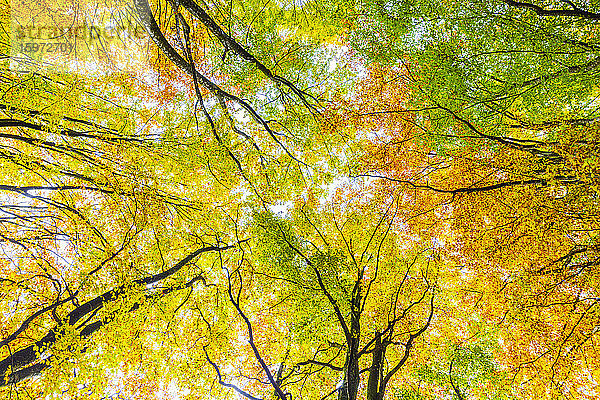Wald von Bagni di Masino mit Herbstfarben  Valmasino  Valtellina  Lombardei  Italien  Europa