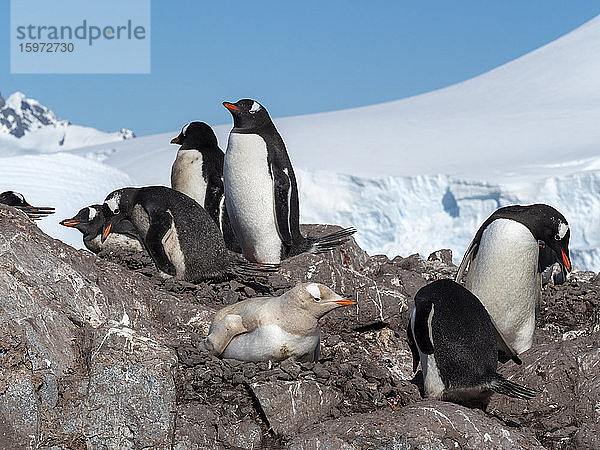 Ein leukistischer Eselspinguin (Pygoscelis papua)  der am chilenischen Stützpunkt Gonzalez Videla  Antarktis  Polarregionen  keine Melanin-Nistplätze aufweist