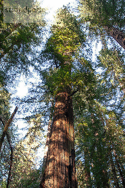 Kalifornische Mammutbäume  Armstrong Woods State Park  in der Nähe von Guerneville  Kalifornien  Vereinigte Staaten von Amerika  Nordamerika