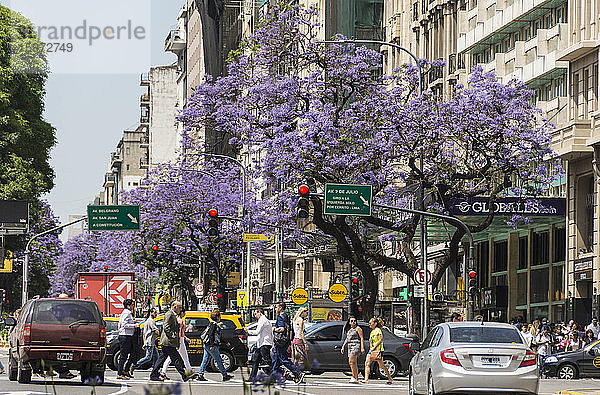 Jacaranda-Bäume entlang der Avenue 6 de Julio  Buenos Aires  Argentinien  Südamerika