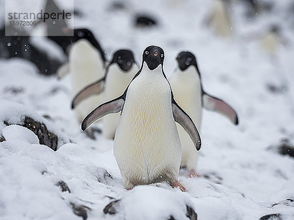 Adelie-Pinguin (Pygoscelis adeliae)  Brutkolonie auf der Paulet-Insel  Weddellmeer  Antarktis  Polarregionen