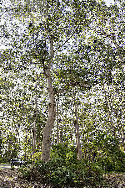 Riesige Karri-Gummibäume im Gloucester-Nationalpark  Pemberton  Westaustralien  Australien  Pazifik