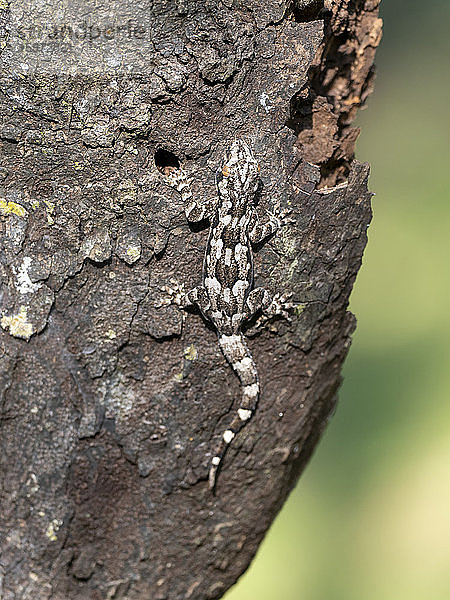 Ein ausgewachsener Rindengecko (Hemidacdylus leschenaultii)  auf einem Baum im Wilpattu-Nationalpark  Sri Lanka  Asien