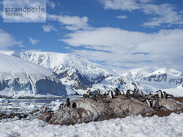 Eselspinguin (Pygoscelis papua)  Brutkolonie in der chilenischen Forschungsstation Base Gonzalez Videla  Antarktis  Polarregionen