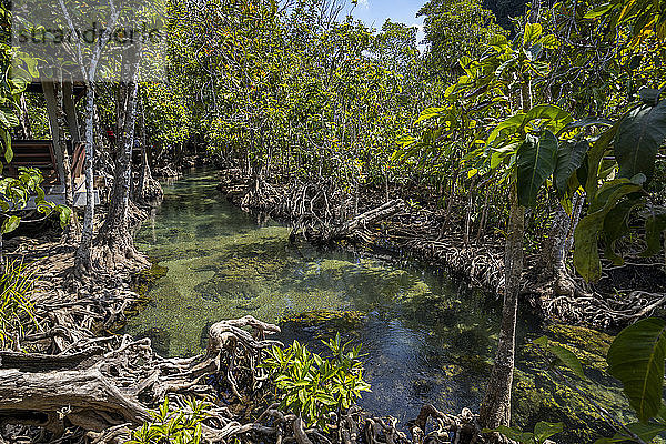 Tha Pom Klong Song Nam-Nationalpark  Provinz Krabi  Thailand  Südostasien  Asien