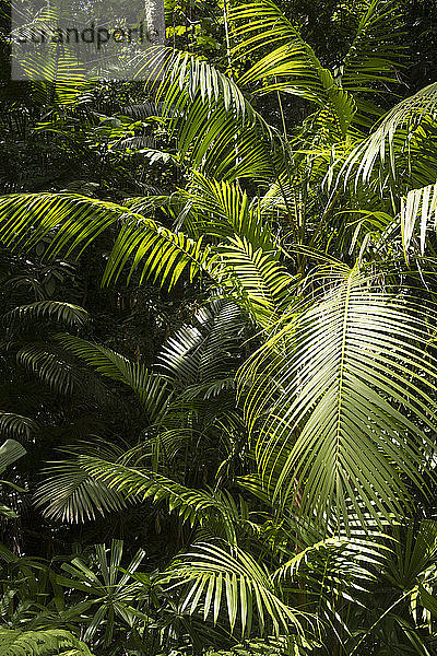 Flora im zehn Millionen Jahre alten Regenwald in Langkawi  Malaysia  Südostasien  Asien