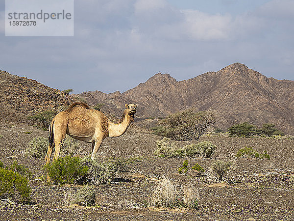 Arabisches Kamel (Camelus dromedarius)  auf Nahrungssuche bei Al Qabil  Sultanat Oman  Naher Osten
