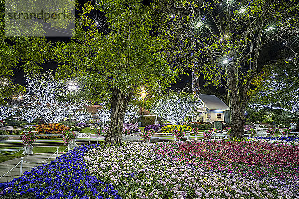 Schöne und farbenfrohe Blumen im Chiang Rai Blumenfestival bei Nacht  Chiang Rai  Thailand  Südostasien  Asien