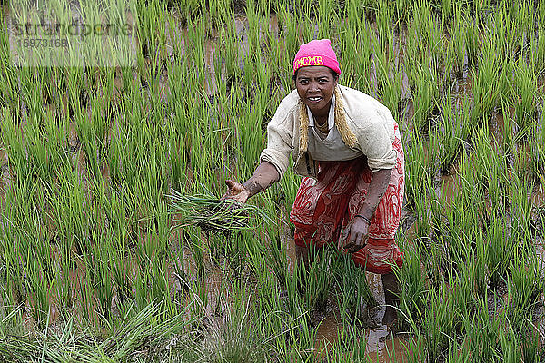 Landwirt bei der Arbeit im Reisfeld  Madagaskar  Afrika