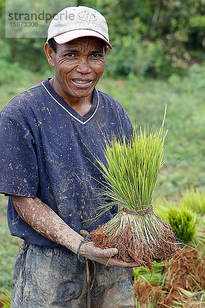 Landwirt mit Reissetzlingen in Händen  Madagaskar  Afrika