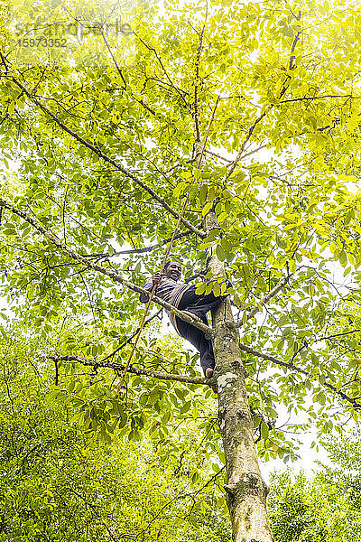Ein Mann erntet Muskatnussfrüchte von einem Baum im Wald  Banda Besar Insel  Gewürzinseln  Indonesien  Südostasien  Asien
