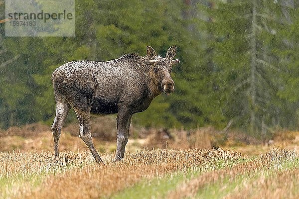 Elch (Alces alces)  Bulle  bei Regen auf Waldwiese stehend  Provinz Hedmark  Norwegen  Europa