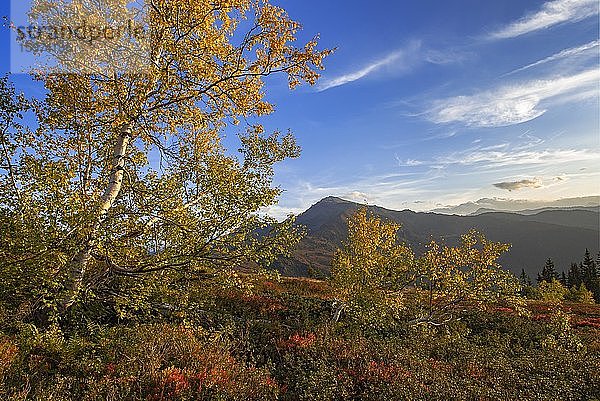 Herbstliche Gebirgslandschaft mit Moorbirken (Betula pubescens)  hinten der Gilfert  Tirol  Österreich  Europa