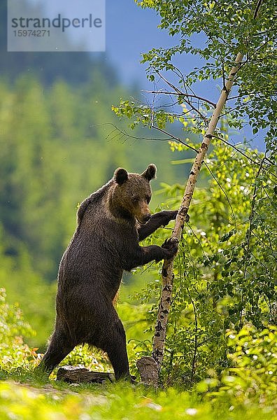 Braunbär (Ursus arctos)  Jungtier in einem Mischwald  Slovakei