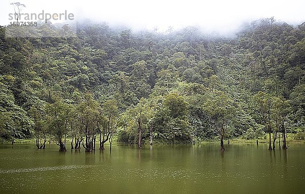Indische Weide (Salix tetrasperma) im See  Kabalin-an Pond  Nebel in den Baumwipfeln  Twin Lakes Naturpark  Negros Island  Central Visayas  Philippinen  Asien
