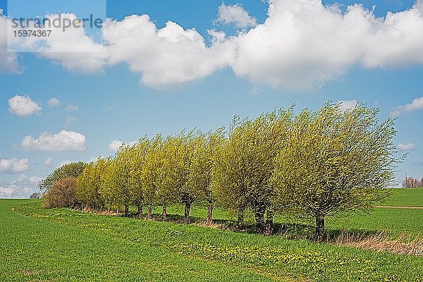 Reihe von Weidenbäumen (Salix) im Frühling  Schonen  Schweden  Skandinavien  Europa