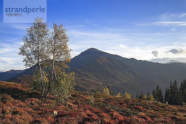 Herbstliche Gebirgslandschaft mit Moorbirken (Betula pubescens)  hinten der Gilfert  Tirol  Österreich  Europa