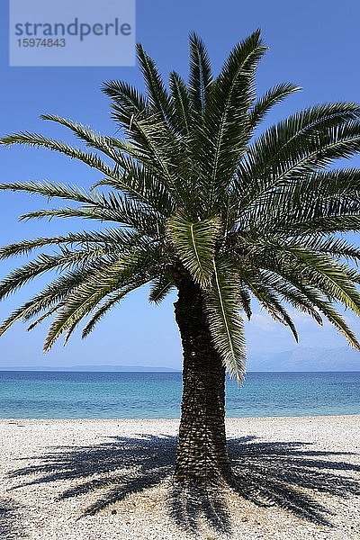 Palme am Strand von Trpanj  Halbinsel Peljesac  Dalmatien  Kroatien  Europa