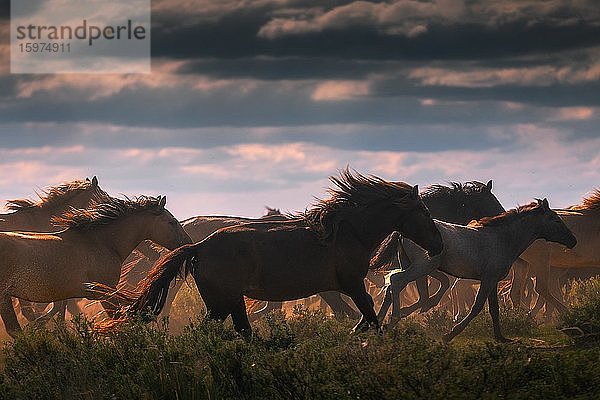 Pferdeherde in der mongolischen Steppe  Provinz Dornod  Mongolei  Asien