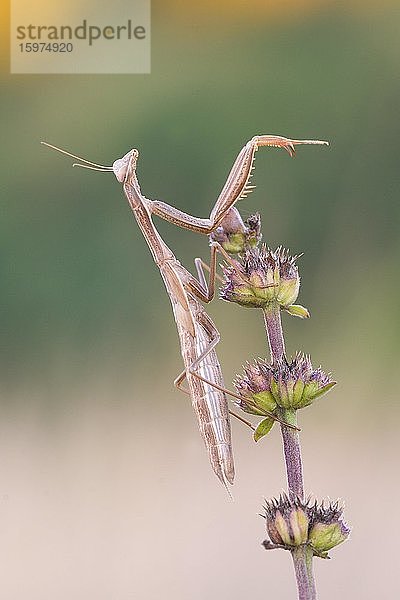 Europäische Gottesanbeterin (Mantis religiosa) auf Blütenstängel  Istrien  Kroatien  Europa
