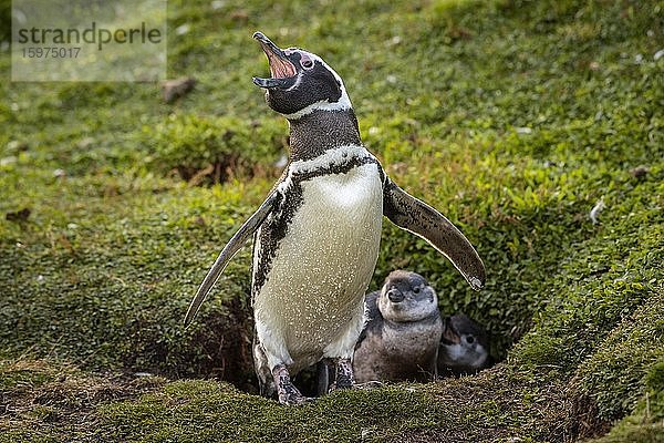 Magellan-Pinguin (Spheniscus magellanicus)  Altvogel vor Bruthöhle mit Küken  Volunteer Point  Falkland Inseln