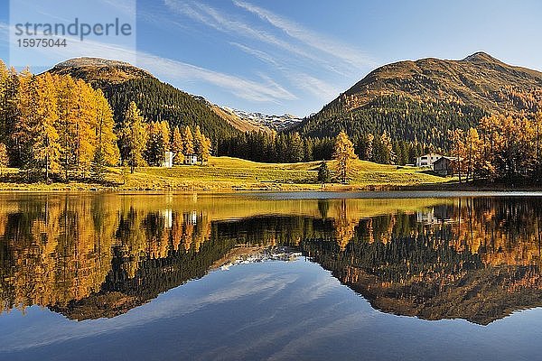 Herbstlich verfärbter Lärchenwald spiegelt sich im Schwarzsee  Laret  Davos  Kanton Graubünden  Schweiz  Europa