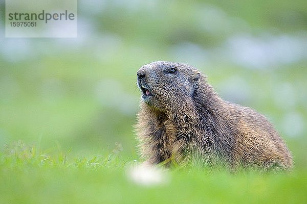 Alpenmurmeltier (Marmota marmota) steht aufmerksam auf einer Wiese  Karwendelgebiet  Österreich  Europa