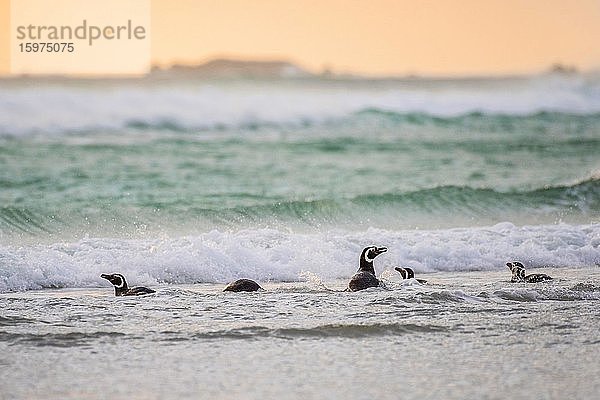 Eine Gruppe Magellan-Pinguine (Spheniscus magellanicus) in der Brandung  Volunteer Point  Falkland Inseln