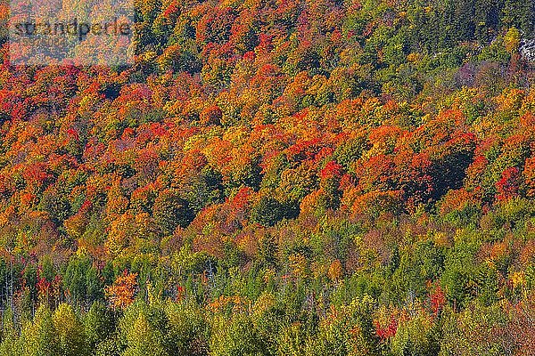 Herbstwald  Indian Summer  Eastern Townships  Quebec  Kanada  Nordamerika