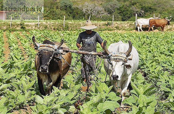 Gewöhnlicher Tabak (Nicotiana tabacum)  traditioneller Anbau mit Ochsen auf einem Tabakfeld  Provinz Pinar del Río  Kuba  Mittelamerika