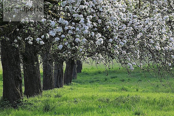 Apfelbäume (Malus)  Apfelblüte auf Streuobstwiese  Großschönach  Linzgau  Baden-Württemberg  Deutschland  Europa