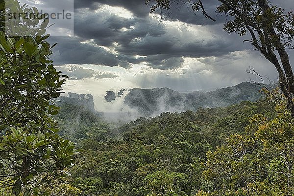 Regenwald bei Unwetter  Ranomafana Nationalpark  Ranomafana  Madagaskar  Afrika