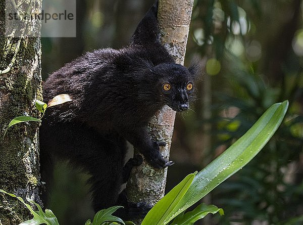 Mohrenmaki (Eulemur macaco) männlich  Lokobe Nationalpark  Nosy Be  Madagaskar  Afrika