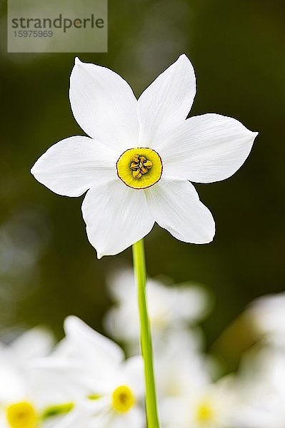 Weiße Narzisse (Narcissus poeticus)  Grünau im Almtal  Salzkammergut  Oberösterreich  Österreich  Europa