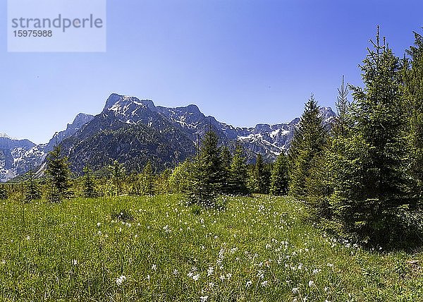 Wiese mit weißen Narzissen (Narcissus poeticus) beim Almsee  Grünau im Almtal  Totes Gebirge  Salzkammergut  Oberösterreich  Österreich  Europa