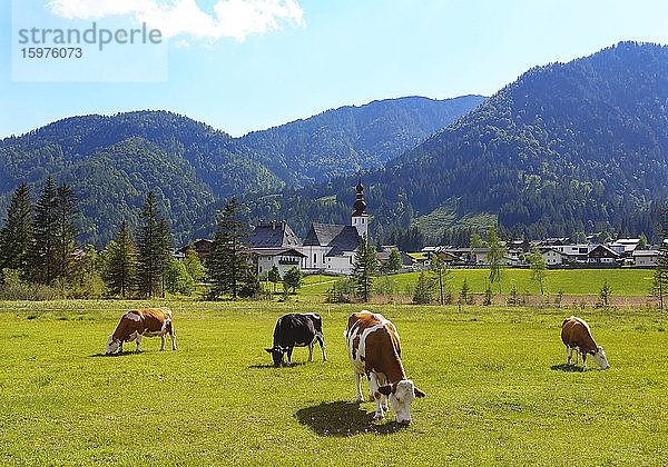 Viehweide mit der Kirche St.Ulrich  Sankt Ulrich am Pillersee  Pillerseetal  Tirol  Österreich  Europa