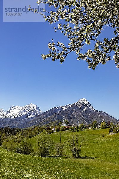 Blühender Obstbaum  Vorderstoder  Region Pyhrn-Priel  Pyhrn-Eisenwurzen  Totes Gebirge mit Spitzmauer und Großer Priel  Traunviertel  Oberösterreich  Österreich  Europa