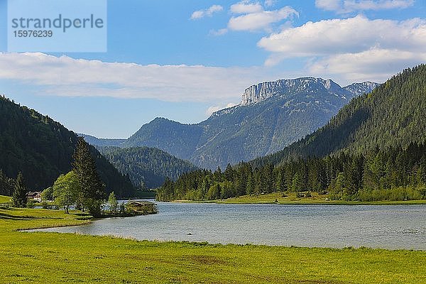 Gebirgssee  Pillersee  dahinter Steinplatte  Sankt Ulrich am Pillersee  Pillerseetal  Tirol  Österreich  Europa