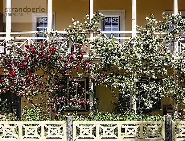 Hausfassade mit weißen und roten Rosen  Bad Ischl  Salzkammergut  Oberösterreich  Österreich  Europa