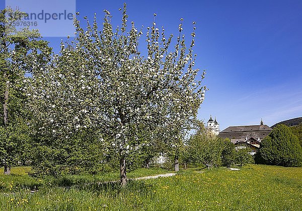 Blühender Obstbaum mit Basilika Sankt Michael  Mondsee  Salzkammergut  Oberösterreich  Österreich  Europa
