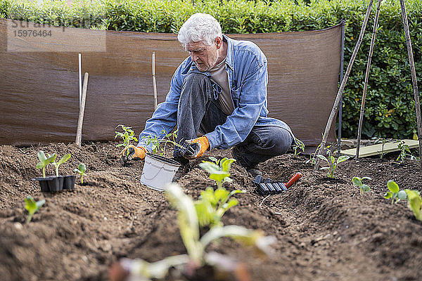 Oberflächennahe Ansicht eines älteren Mannes im Ruhestand  der eine Obstplantage anlegt