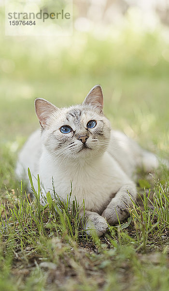 Spanien  Porträt einer weißen Katze  die im Gras liegt