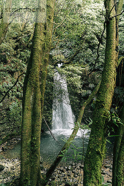 Wasserfall auf der Insel Sao Miguel  Azoren  Portugal